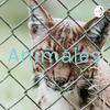 undefined Animales