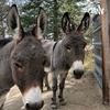 undefined Donkey Podcaster