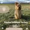 undefined Passion Yorkshire terriers