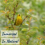 Podcast Immersed In Nature: Nature Sounds for Sleep and Relaxation