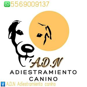 Escucha ADN Adiestramiento Canino en la aplicación