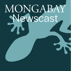 Escucha Mongabay Newscast en la aplicación