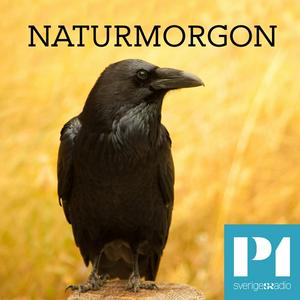 Escucha Naturmorgon en la aplicación